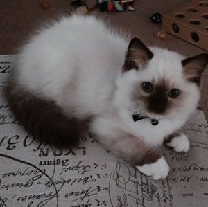 Meet your Posher, Callie